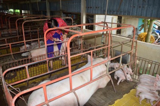 Sóc Trăng tiêu hủy hơn 547 tấn lợn bị nhiễm bệnh