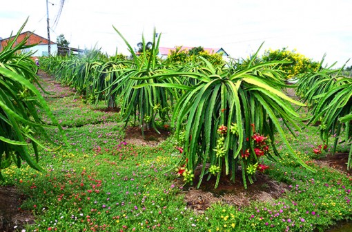 6 tháng, Long An đạt tốc độ tăng trưởng kinh tế 9,89%