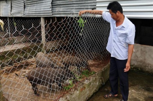 Thu nhập tăng 200 triệu đồng mỗi năm từ nuôi lợn rừng