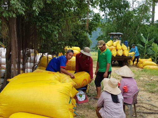 Giải pháp lâu dài cho lúa, gạo