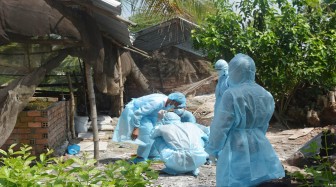 Châu Thành phát hiện ổ dịch bệnh tả heo Châu Phi thứ 3