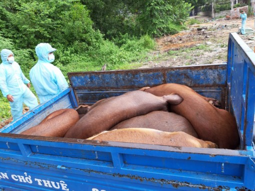 Tiếp tục tiêu hủy ổ dịch tả lợn châu Phi vừa phát hiện ở Phú Quốc