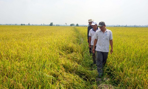 Sản xuất lúa, gạo sạch