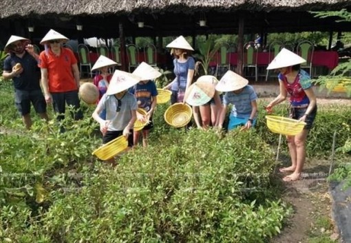 Hậu Giang giải quyết bài toán phát triển du lịch nông nghiệp