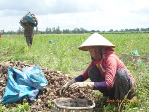 Nông dân Đồng Tháp lãi lớn nhờ khoai môn được mùa, giá cao