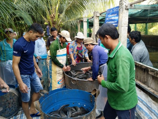 Nuôi cá lóc trong bể bạt