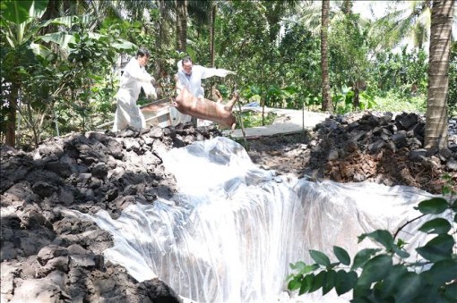 Bến Tre gặp khó trong xử lý lợn mắc bệnh dịch tả châu Phi