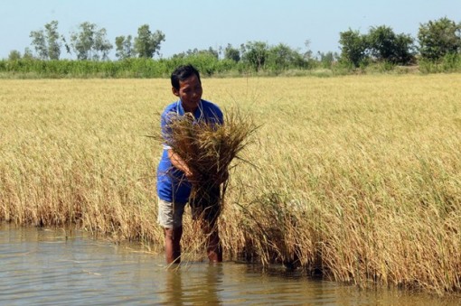 Xâm nhiễm mặn uy hiếp vùng Tứ giác Long Xuyên