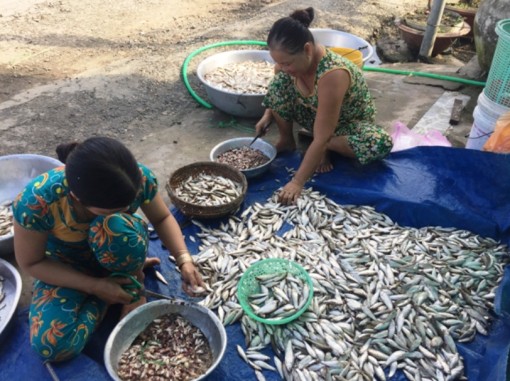 Lũ không về, mất mùa đặc sản cá linh