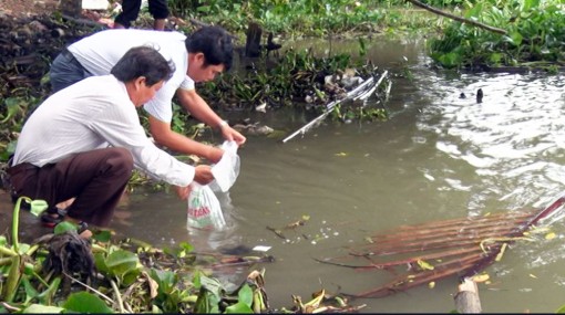 Cần Giuộc thả 500.000 con tôm về thiên nhiên