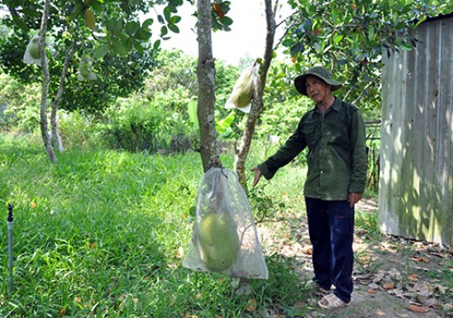 Mít Thái siêu sớm: Giá tăng nhưng đáng lo