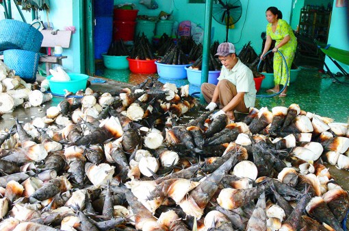 An Giang: Vào mùa thu hoạch măng núi Cấm