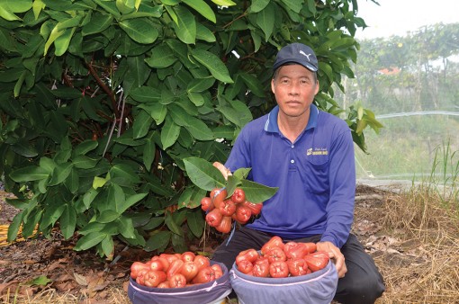 Phát triển kinh tế từ trồng mận trong nhà lưới