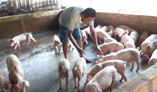 Cần Thơ đã tiêu hủy gần 1.700 tấn heo bị dịch tả