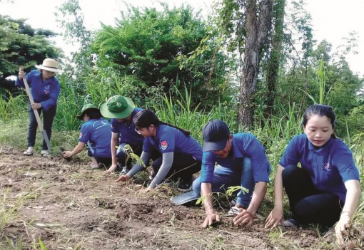 Những dấu chân tình nguyện