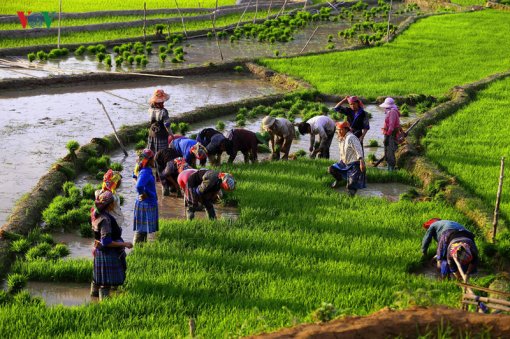 Mù Cang Chải - một trong những điểm đến đẹp nhất thế giới