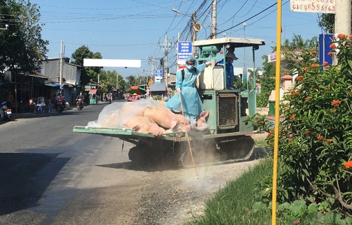 An Giang: 10 huyện, thị xã, thành phố xảy ra dịch tả heo Châu Phi