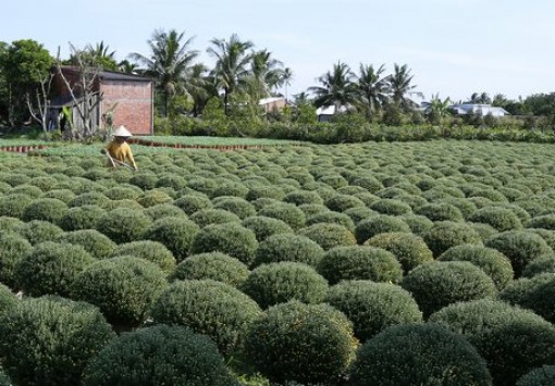 Nông dân Sa Đéc hoàn tất xuống giống cúc mâm xôi