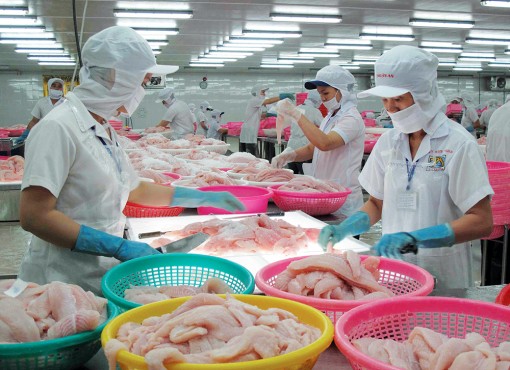 Ngành cá tra vẫn chưa giải quyết được những bất cập