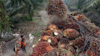 EU áp thuế đối với dầu diesel sinh học Indonesia