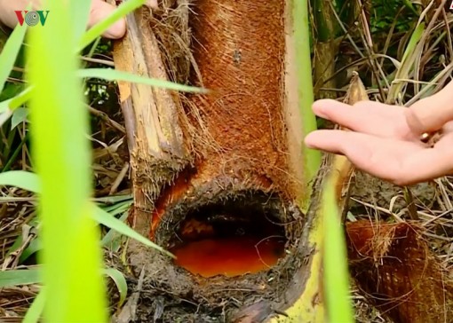 Vĩnh Long xuất hiện sinh vật lạ cắn phá cây dừa