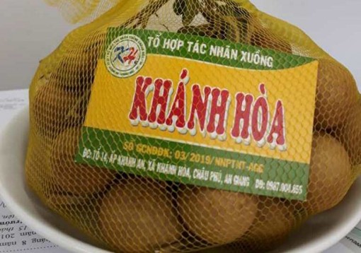 Nhãn xuồng Khánh Hòa có mã truy xuất nguồn gốc