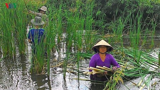 Nông dân Cà Mau kiếm cả trăm triệu mỗi năm nhờ cây bồn bồn