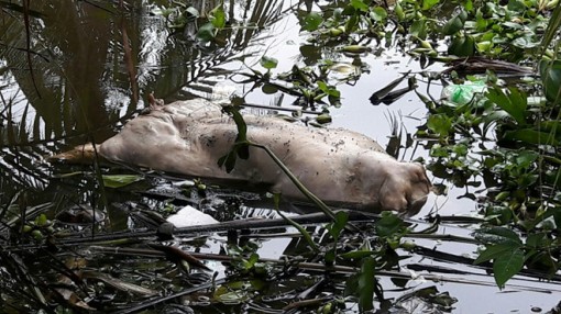 Bạc Liêu xuất hiện tình trạng vứt lợn chết xuống sông