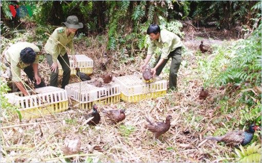 Hậu Giang thả gần 60 con chim trĩ đỏ về rừng