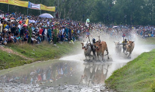 Dựng tượng đôi bò bằng kích thước thật tại sân đua bò Tri Tôn