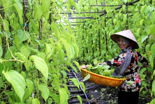 Trầu vàng Vị Thủy- một góc hồn quê Nam bộ