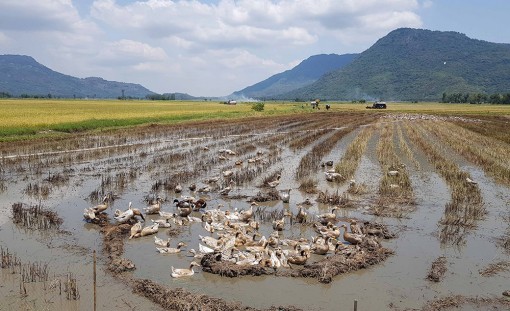 Chủ động ngăn ngừa lây lan cúm gia cầm