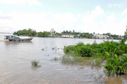 Về xứ Vàm Tấn nhớ con cá cháy