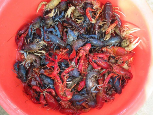 Long An tiêu hủy toàn bộ tôm hùm nước ngọt, tôm càng đỏ