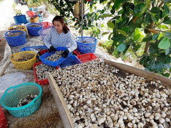 Giá trị kinh tế cao từ trồng nấm