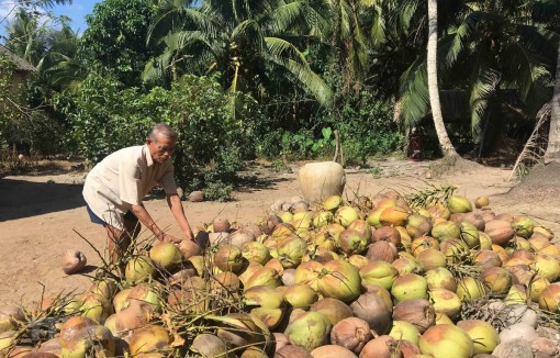 Trà Vinh: Giá dừa khô tăng cao trong mùa dừa treo buồng