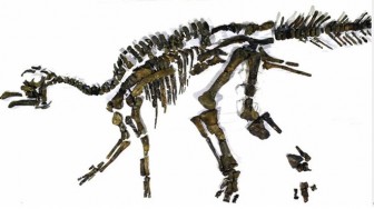 Phát hiện dấu tích loài khủng long mới