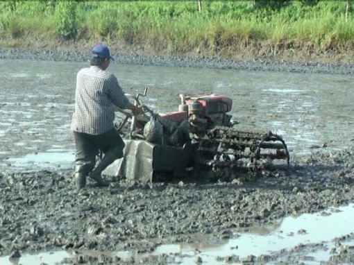 Mở rộng diện tích sản xuất lúa trên đất nuôi tôm