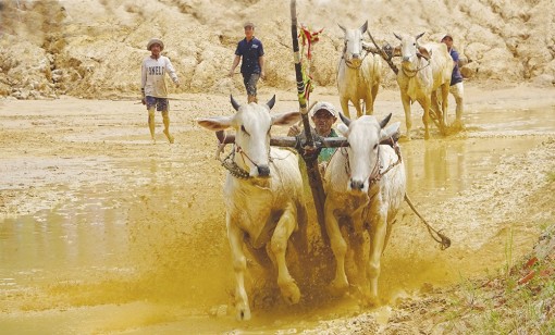 Sẵn sàng cho ngày hội đua bò Bảy Núi