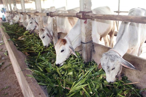 Heo bị dịch bệnh, bò “lên ngôi”