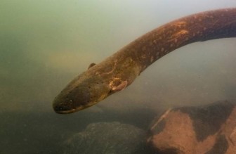 Phát hiện loài lươn phóng điện mạnh nhất tại rừng Amazon