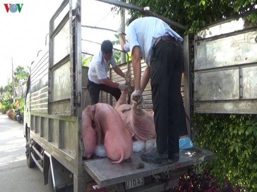 Dịch tả lợn Châu Phi ở Bạc Liêu gây thiệt hại hơn 80 tỷ đồng