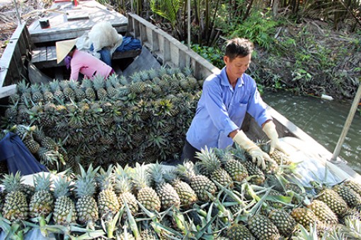 Hậu Giang: Tìm hướng đi bền vững cho cây ăn trái