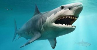 Australia sử dụng UAV giám sát cá mập tại các bãi biển