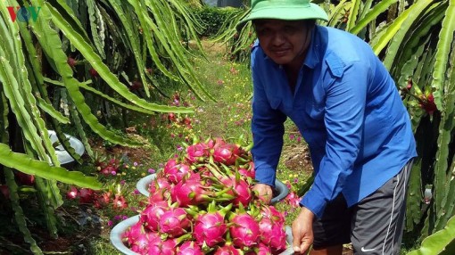 Các mô hình hợp tác xã dần được nâng chất, bám sát nhu cầu thị trường