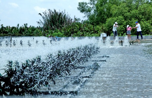 Cần Đước: Tôm lên giá, nông dân lãi cao