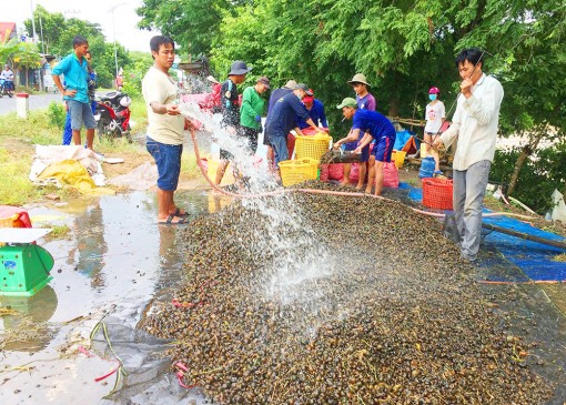 Bắt ôc bươu vàng trong mùa nước nổi