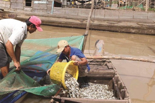 Dỡ chà bắt tôm, cá đầu mùa lũ