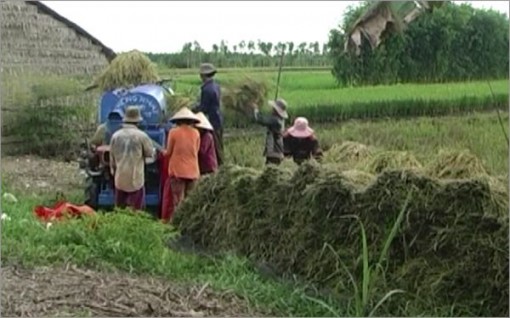 Mưa nhiều, nông dân Hậu Giang gặp khó trong thu hoạch lúa thu đông