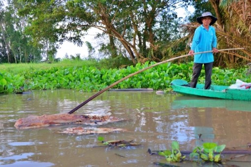 Bến Tre: Xuất hiện xác lợn chết thả trôi sông